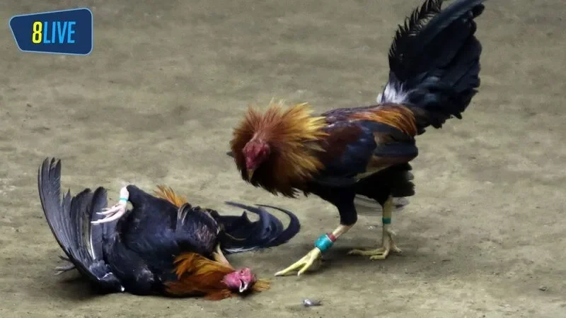 Anh em cần lưu ý chọn con gà thật chiến để tăng cơ hội chiến thắng