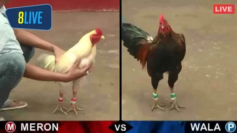 Anh em hãy đăng ký ngay tài khoản tham gia vào nhà cái đá gà online