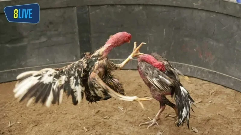 Các loại hình cá cược khi chơi đá gà mà anh em phải biết