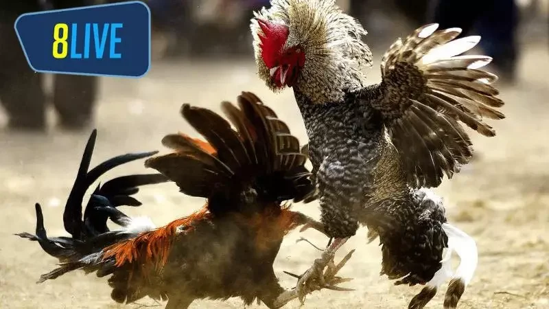 Cách tham gia đá gà cựa dao