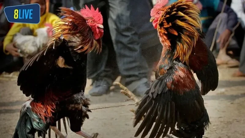 Đá gà là một loại cá cược không chỉ phổ biến ở Việt Nam mà còn Philippin, Thái Lan