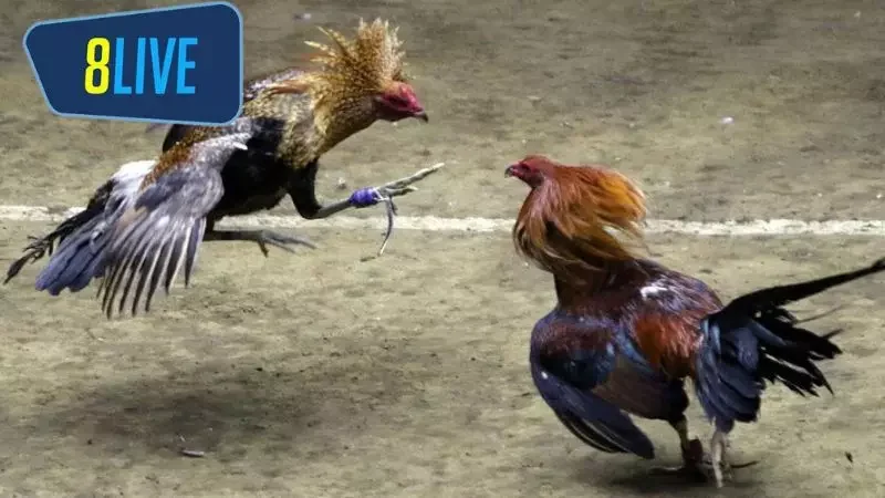 Một số chiến thuật khi đặt cược đá gà cựa dao