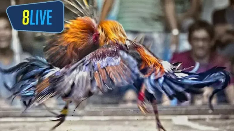 Một số luật lệ khi chơi đá gà Thomo