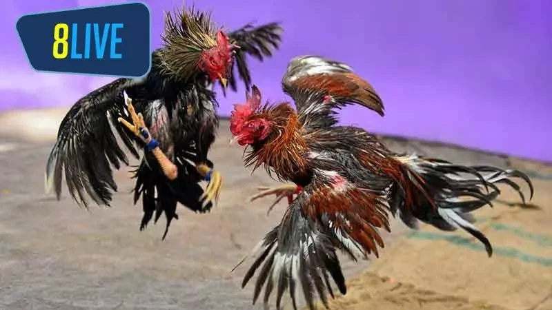 Một số thông tin về chiến kê