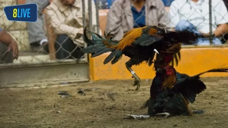 Trước khi chơi, anh em phải nắm được các chiến thuật đá gà đúng đắn